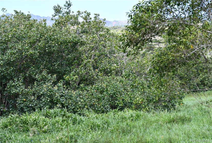 Hau bush is currently the predominant vegetation.