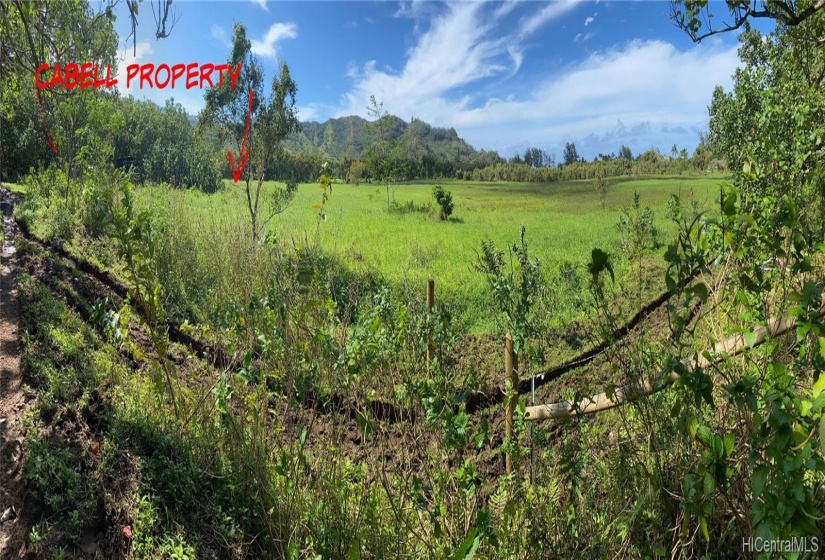 View from access road to pasture edge of property.