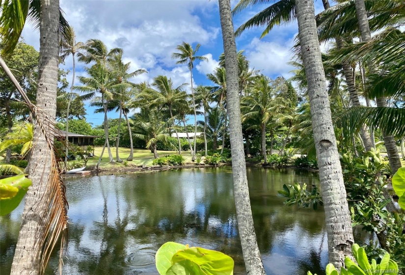 Your back neighbor is a beautiful Hawaiian style brackish pond.