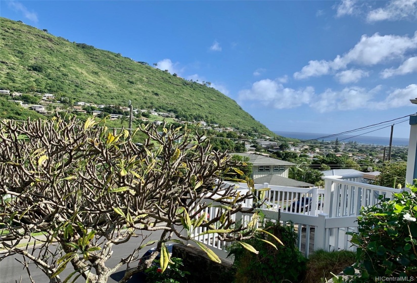 Panoramic Ocean views with plumeria tree