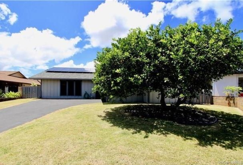 Large front yard with citrus tree