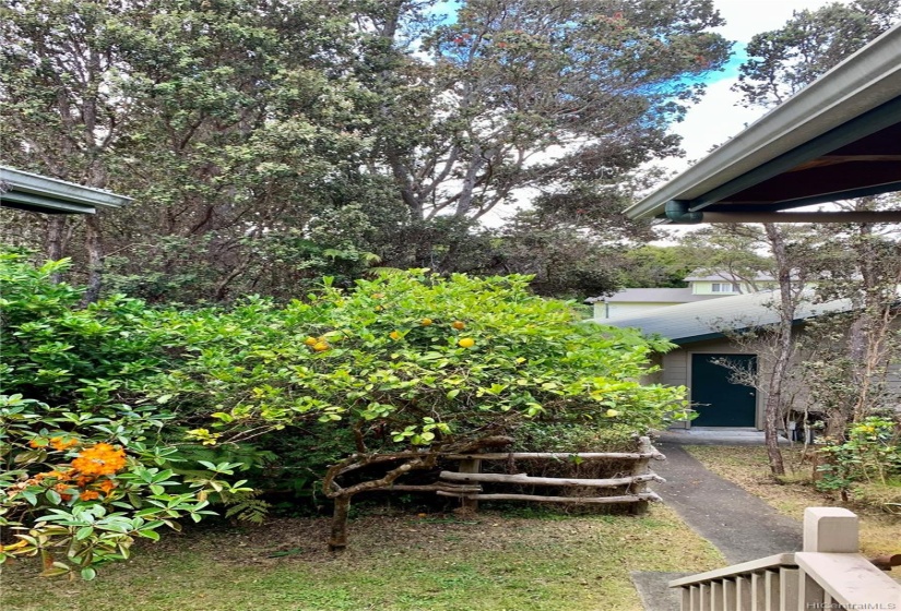 Looking toward the two-car garage. Fruit trees include mac nut, lemon, grapefruit, apricot, apple along with some uncommon native trees like Ho'awa, and Kolea.