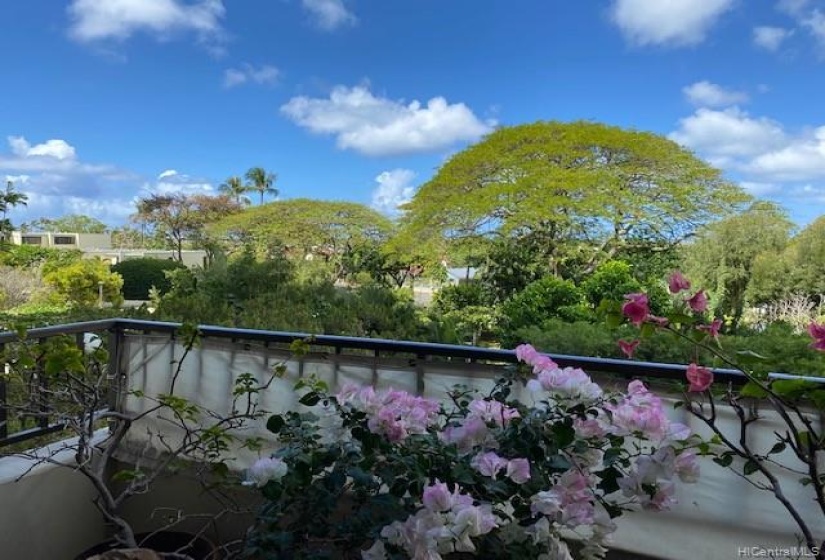 View from lanai (Monkeypod tree)