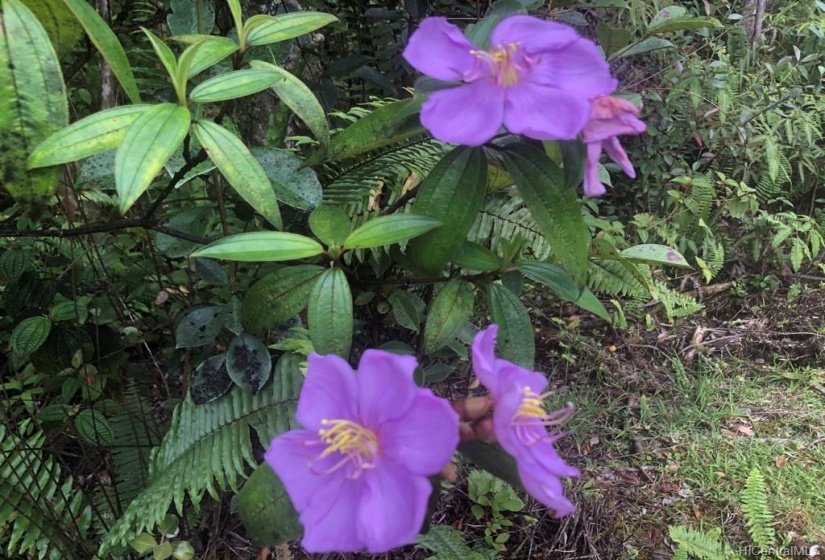 BEAUTIFUL PLANTS AND FLOWERS