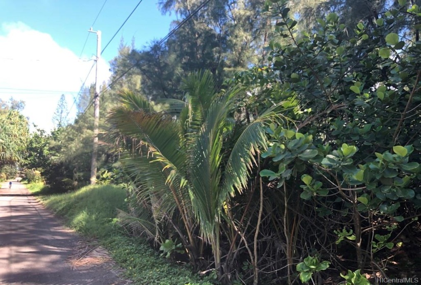 BEAUTIFUL TREES AND PLANTS