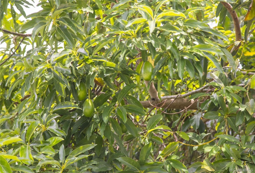 Delicious avocado trees.