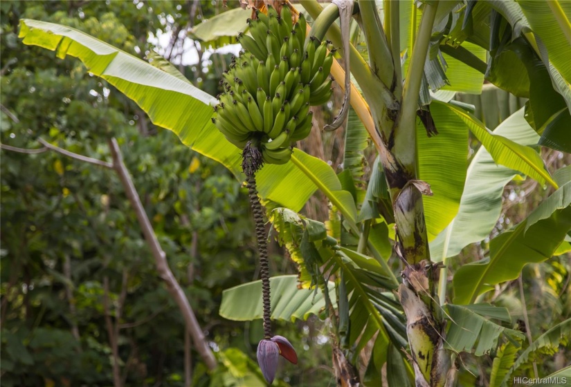 26 banana trees!