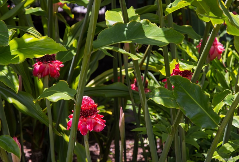 Gingers and Heliconias are abundant.