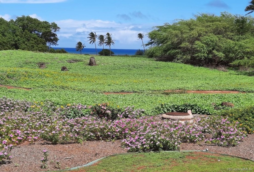 Ocean view from the back yard