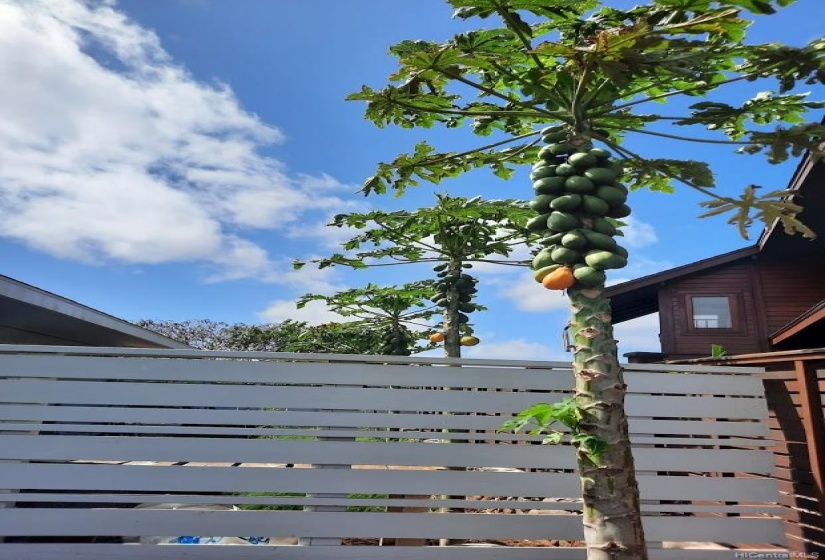 5 papaya, 2 pomegranate, starfruit, red grapefruit, 2 lemon, & a soursap tree + enclosed garden w/raised beds for herbs, all on timer irrigation.