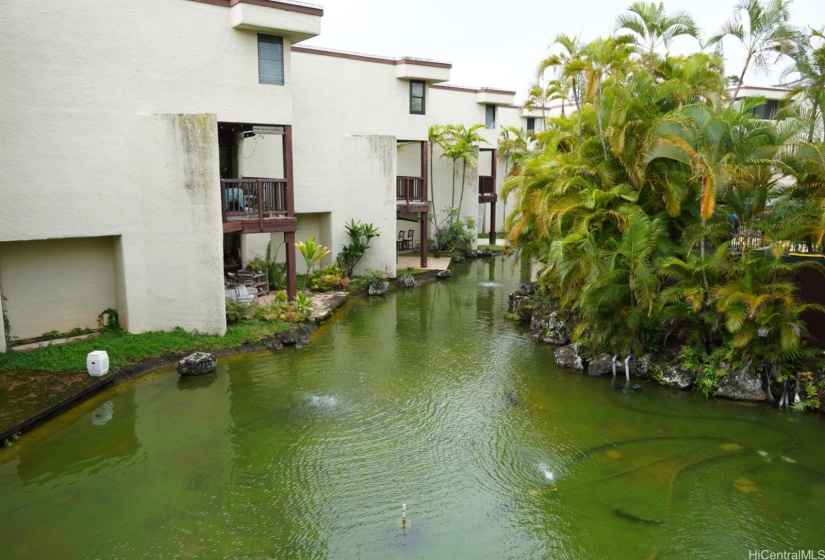 Pond/garden view