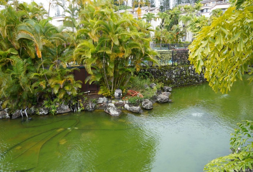 Pond/garden view