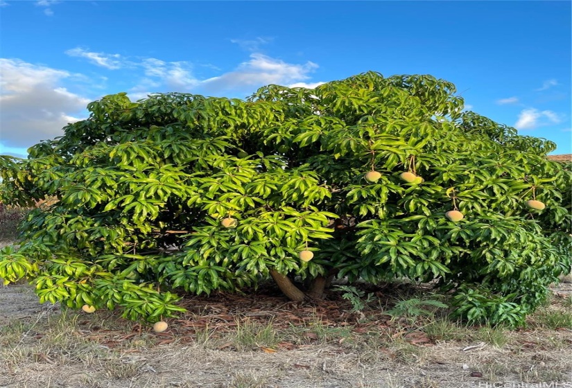 loaded with mangoes!