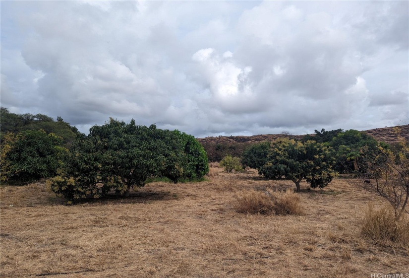 31 producing mango trees!