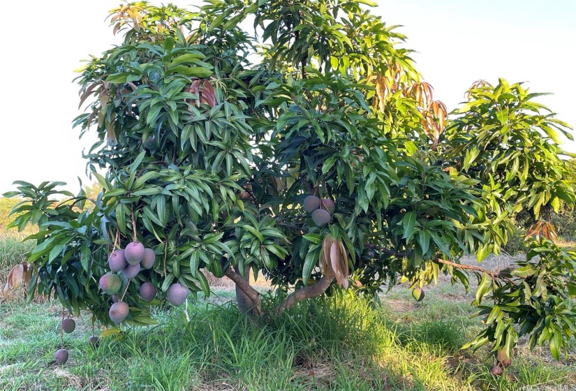 loaded with mangoes