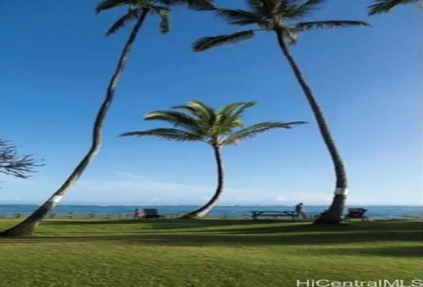 Coconut Palm Towards Ocean