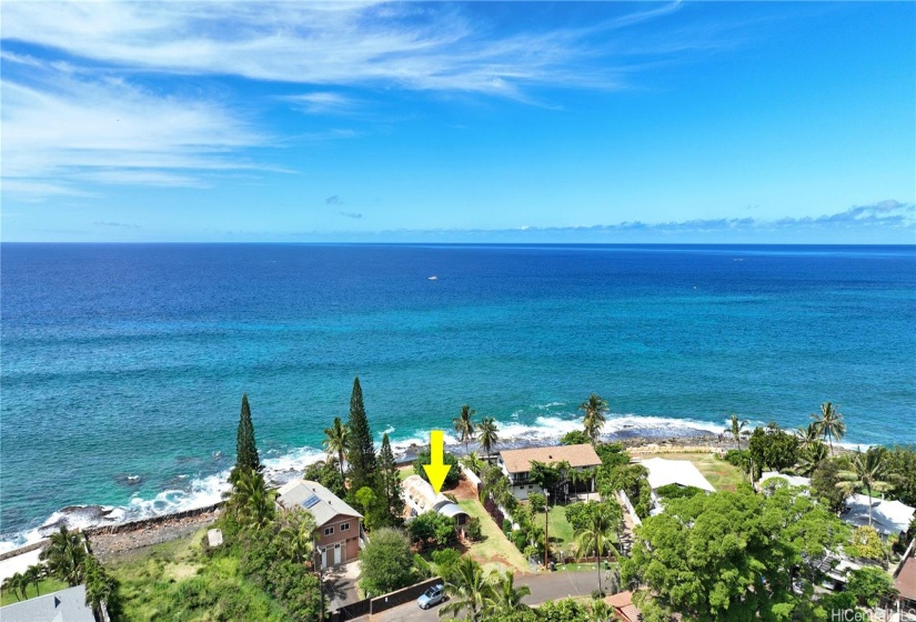 Whales and dolphins frolic just offshore