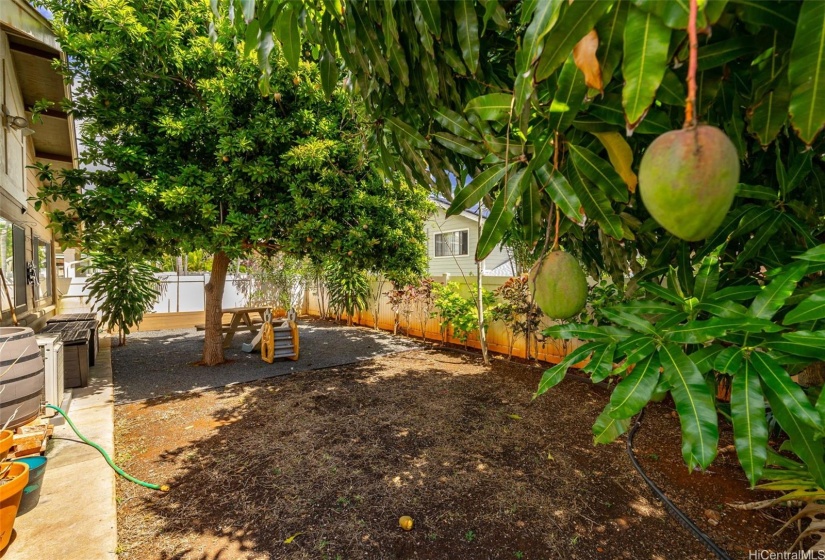 Mango Tree in backyard