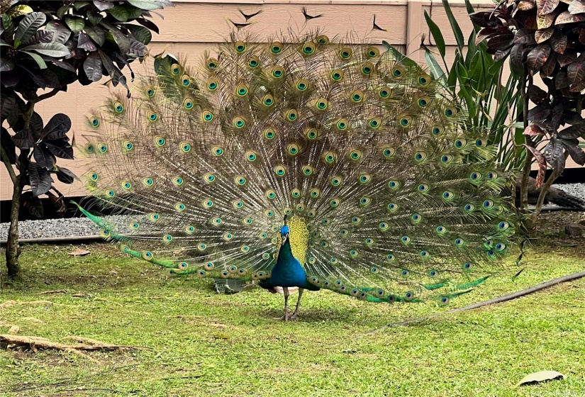 PEACOCKS ON GROUNDS.  