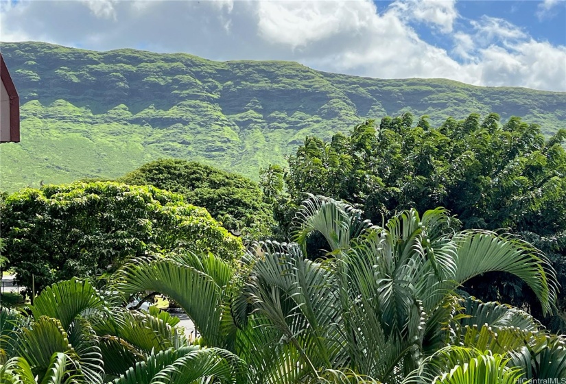 MOUNTAINS AND TROPICAL TREES NEARBY 