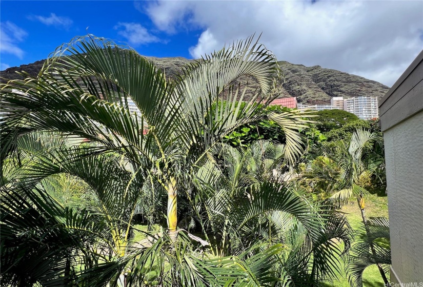 TROPICAL TREES AND MOUNTAINS FROM BACK OF PROPERTY