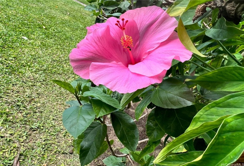 FLOWERS ON GROUNDS.  