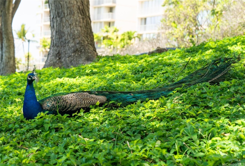 Resident guard peacock