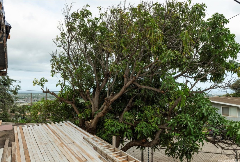 Mango tree from side lanai