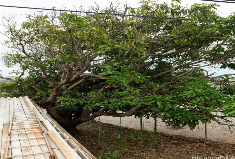 Mango tree from side lanai