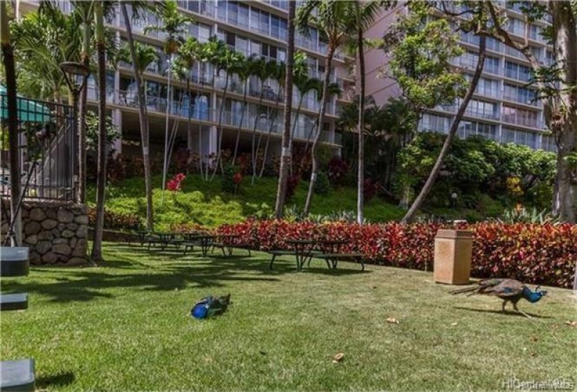 Yard area by pool and bbq with picnic tables!