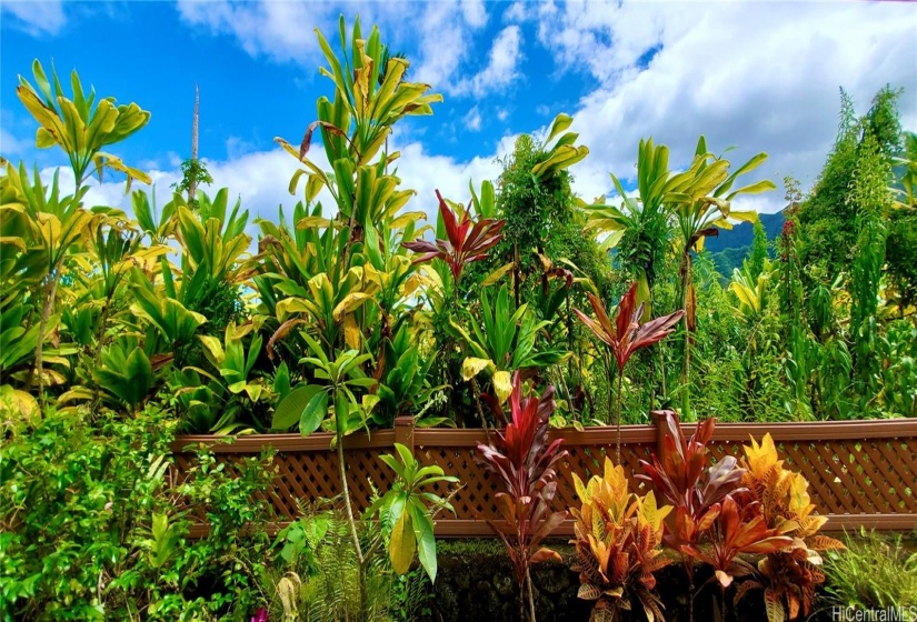 Tropical Landscaping, moss rock wall, vinyl fencing, and Ti Leaf Farm That Backs The Property