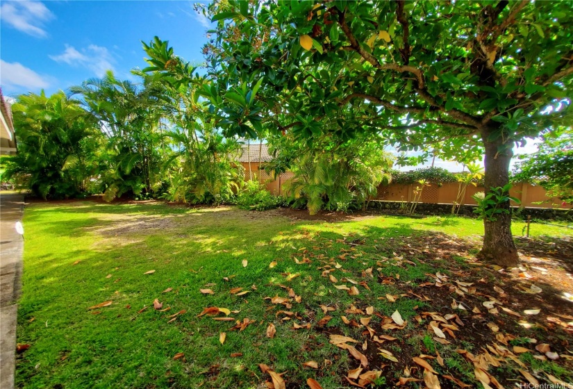 Large Backyard with Pukakenikeni Tree and Palm Trees