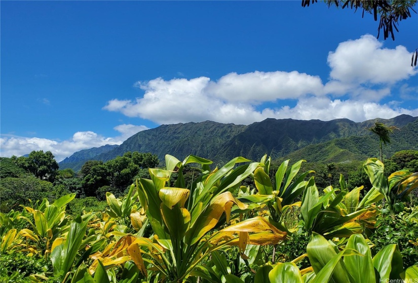 Ko'olau Mountain Views