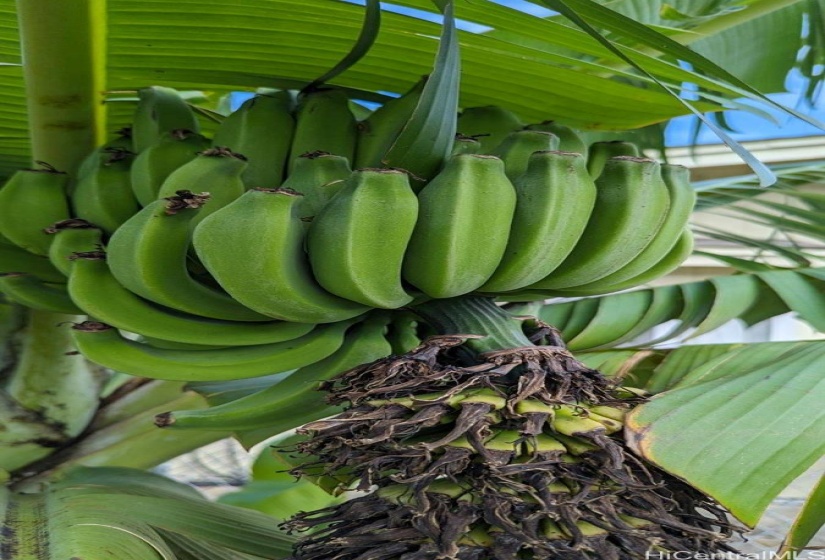 Banana trees brought from Hana, Maui