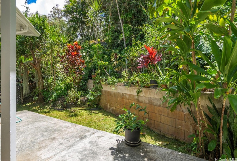 A Cozy back yard with papaya and apple banana trees.