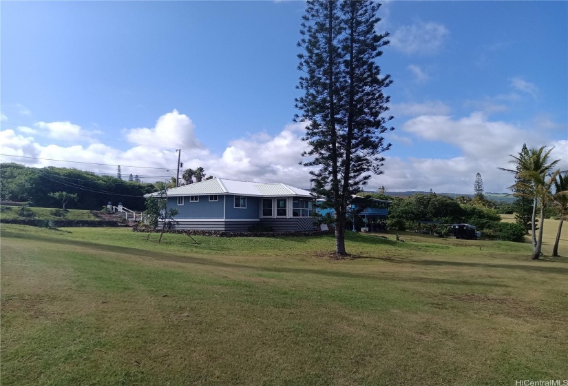 Distance shot of home, with green fairway, split trunk Norfolk pine tree.