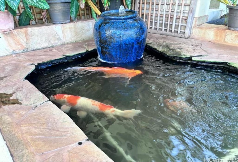 Koi Pond