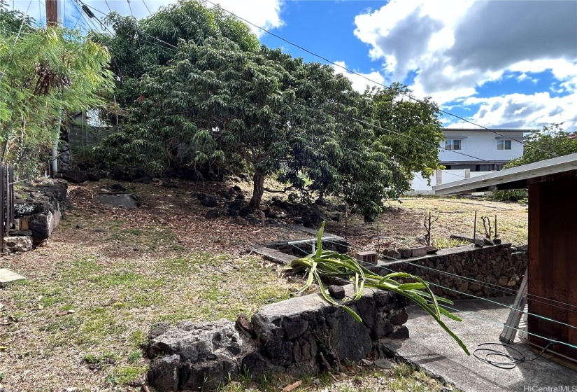 back yard-lychee tree