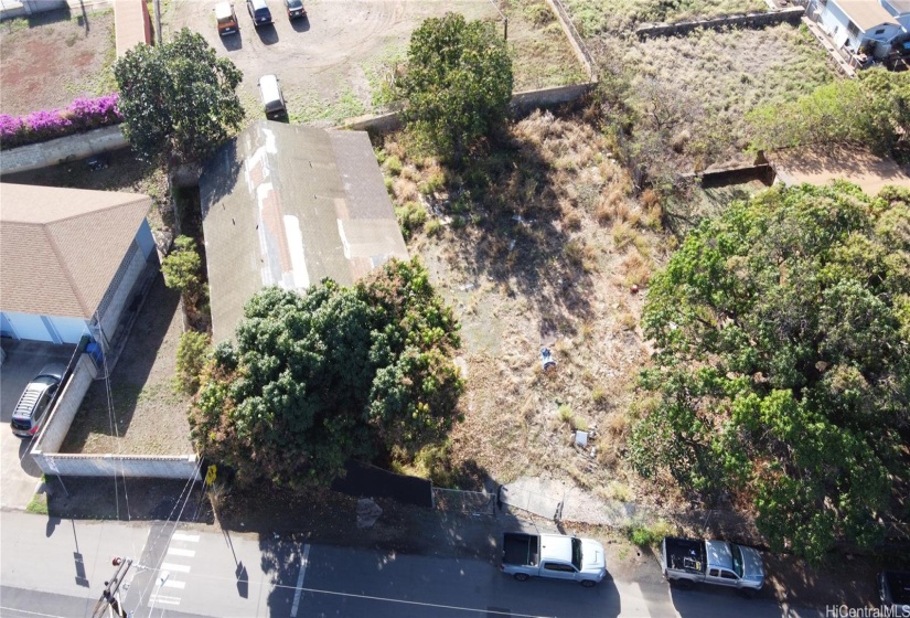 large mango trees on the property