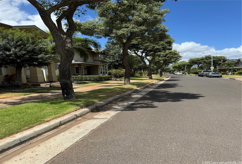 Tree Lined Streets