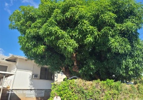 Beautiful mango tree offering delicious fruit.