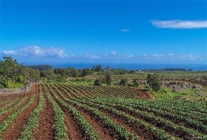 EXCELLENT FARM LAND WITH RICH SOIL