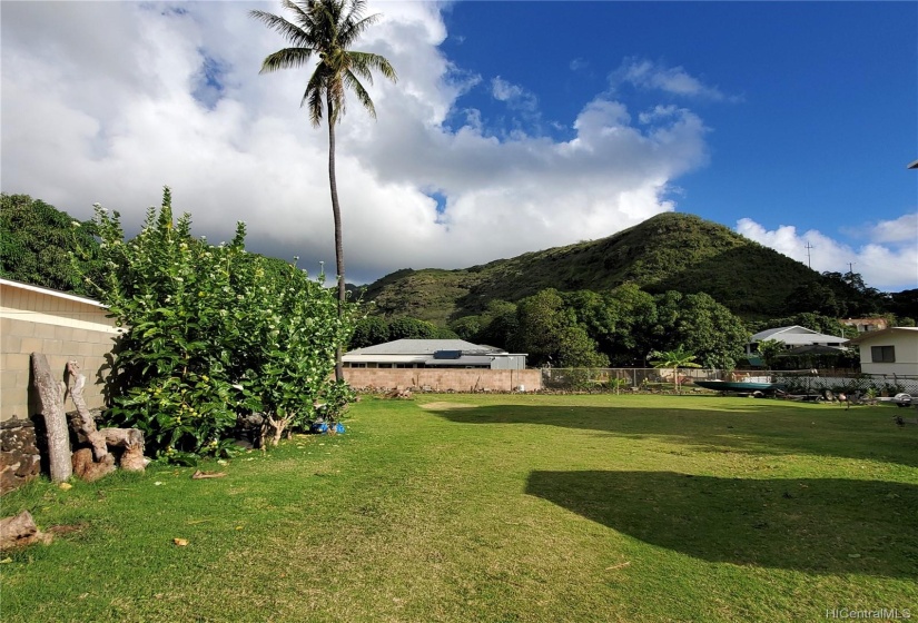 The Hawaiian medicinal plant, Noni, flourishes on the left side of the property along with a crownflower tree for lei-making and raising Monarch butterflies.