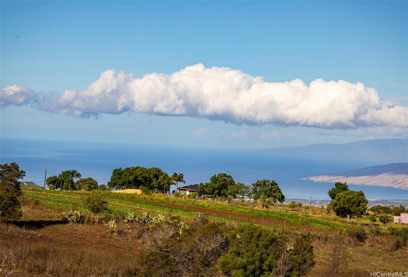 Farm out to Ocean View