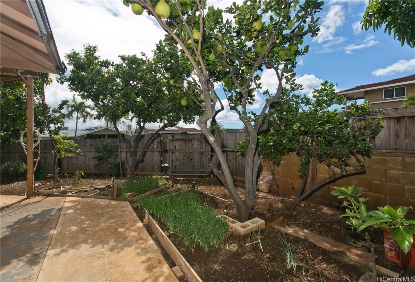 Mature tropical fruit trees throughout the yard