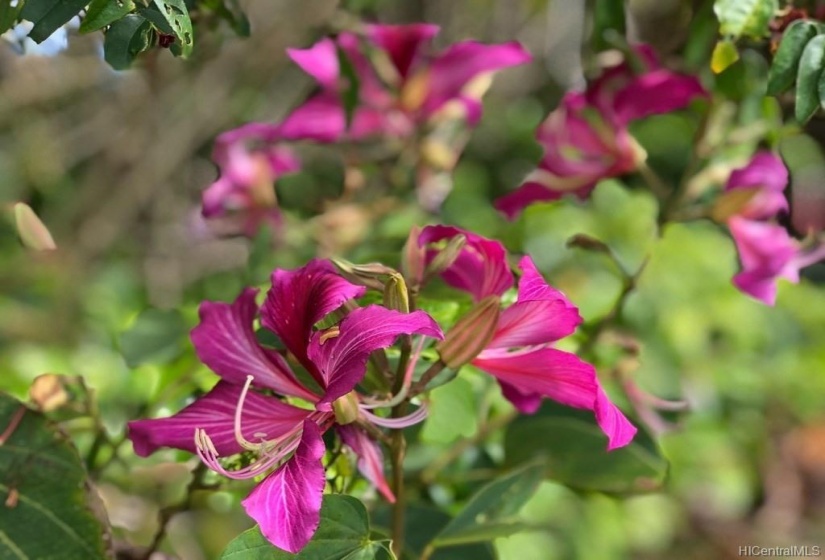 Flowers on property