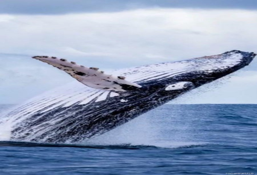 Amazing Whale Breaching