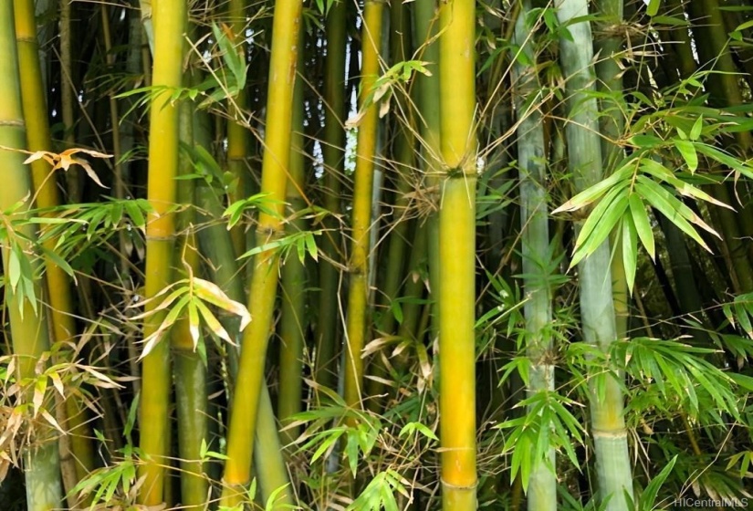 Yellow Bamboo