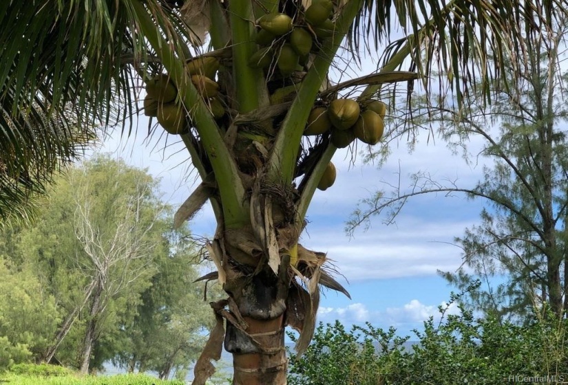 Coconut tree