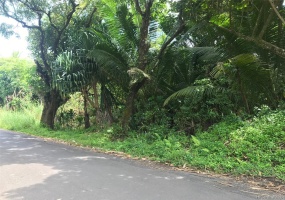 beautiful old mangos trees and lots of coconut and lauhala on the property